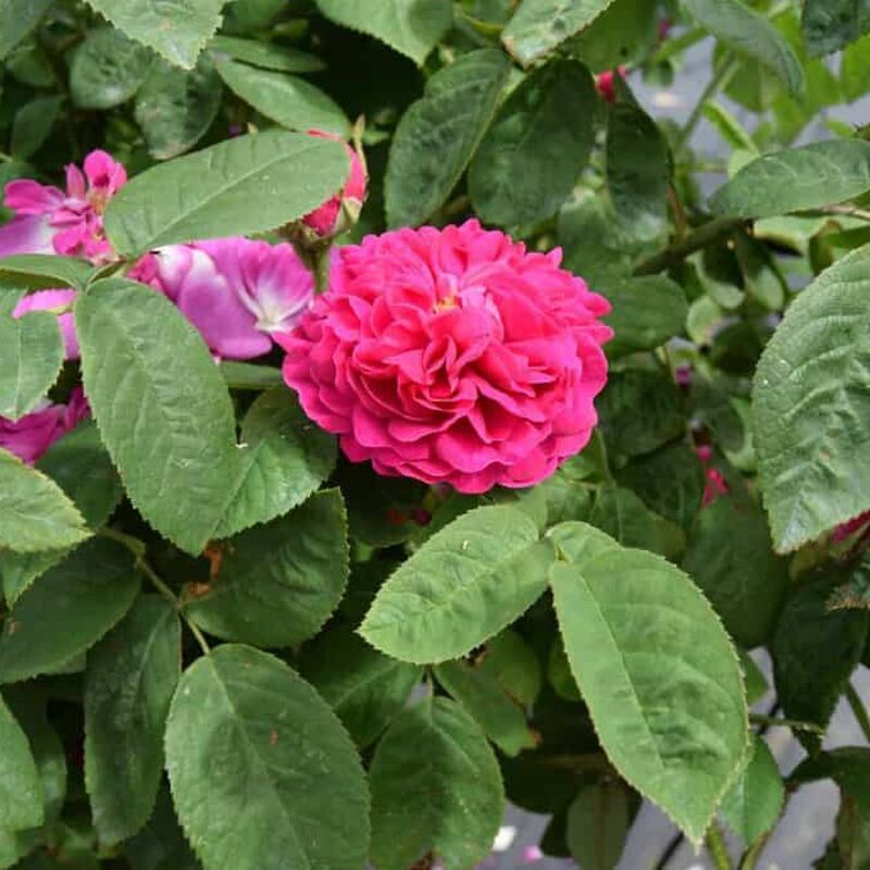 Rosa 'De Rescht' ---